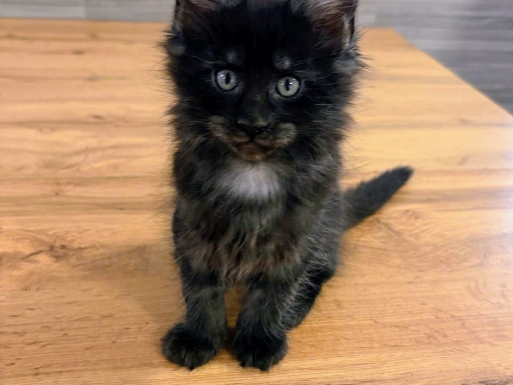 Cancún, gato Maine Coon del criadero EstrellacoonES (Navarra)