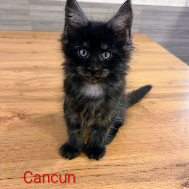Cancún, gato Maine Coon del criadero EstrellacoonES (Navarra)