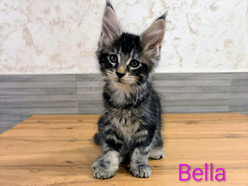 Bella, gato Maine Coon del criadero EstrellacoonES (Navarra)