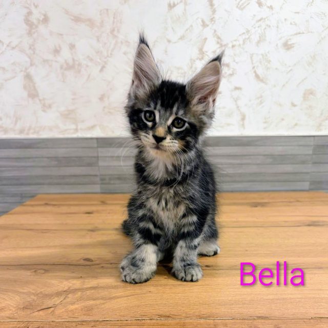 Bella, gato Maine Coon del criadero EstrellacoonES (Navarra)