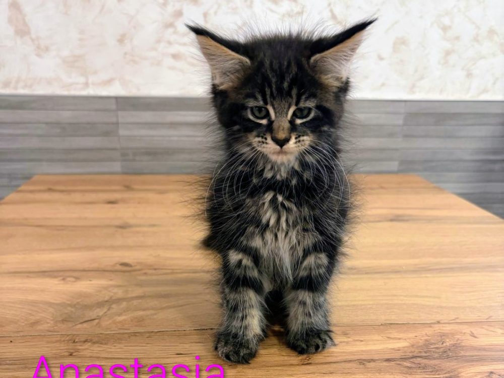 Anastasia, gato Maine Coon del criadero EstrellacoonES (Navarra)