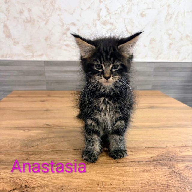 Anastasia, gato Maine Coon del criadero EstrellacoonES (Navarra)