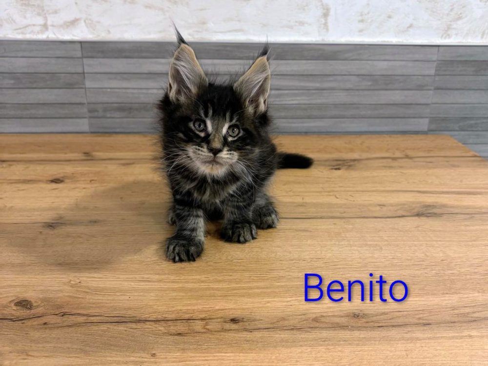 Benito, gato Maine Coon del criadero EstrellacoonES (Navarra)