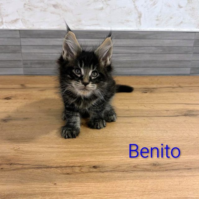 Benito, gato Maine Coon del criadero EstrellacoonES (Navarra)