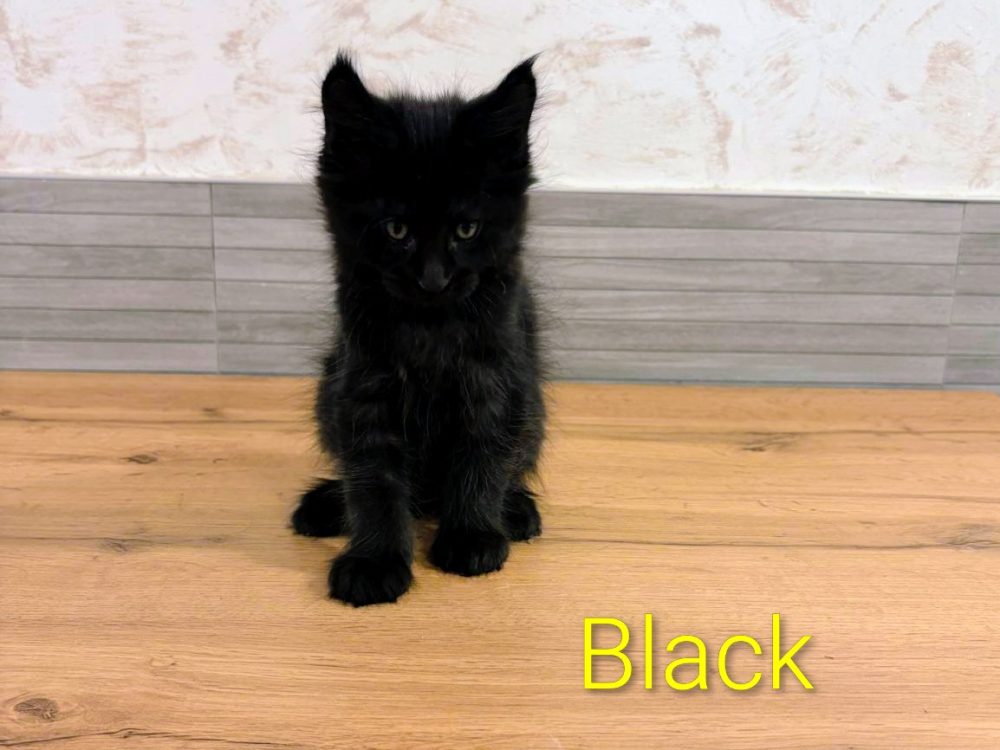 Black, gato Maine Coon del criadero EstrellacoonES (Navarra)