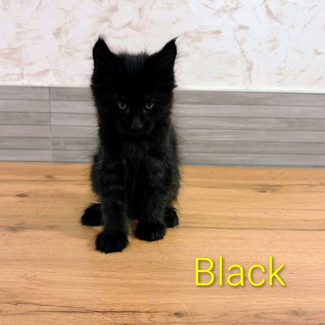 Black, gato Maine Coon del criadero EstrellacoonES (Navarra)