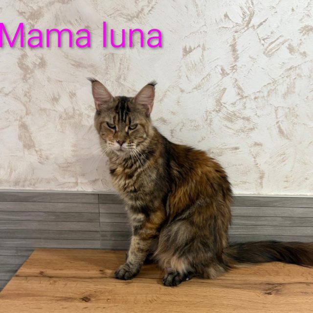 Luna, madre de la camada