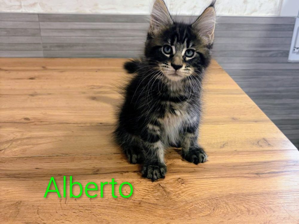 Alberto, gato Maine Coon del criadero EstrellacoonES (Navarra)