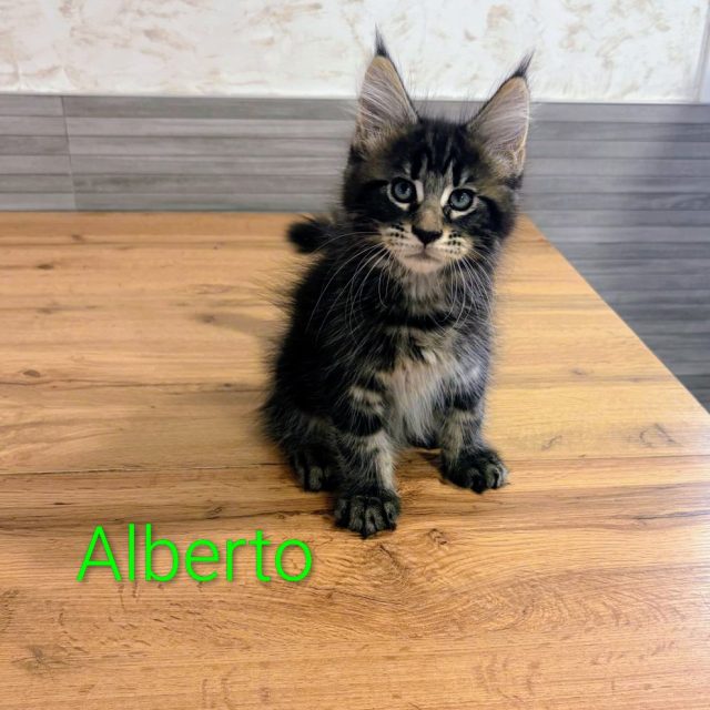Alberto, gato Maine Coon del criadero EstrellacoonES (Navarra)