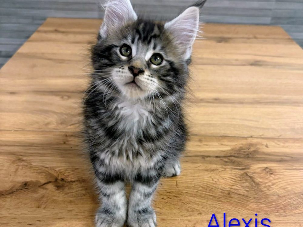 Alexis, gato Maine Coon del criadero EstrellacoonES (Navarra)