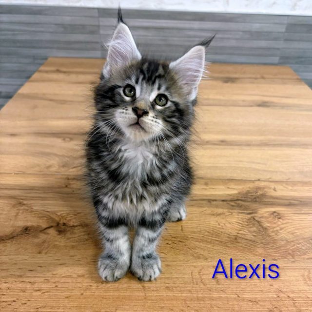 Alexis, gato Maine Coon del criadero EstrellacoonES (Navarra)