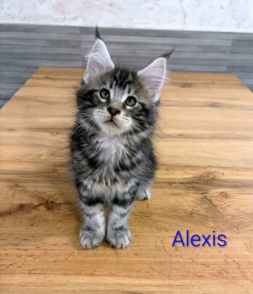 Gatitos Maine Coon creciendo en casa