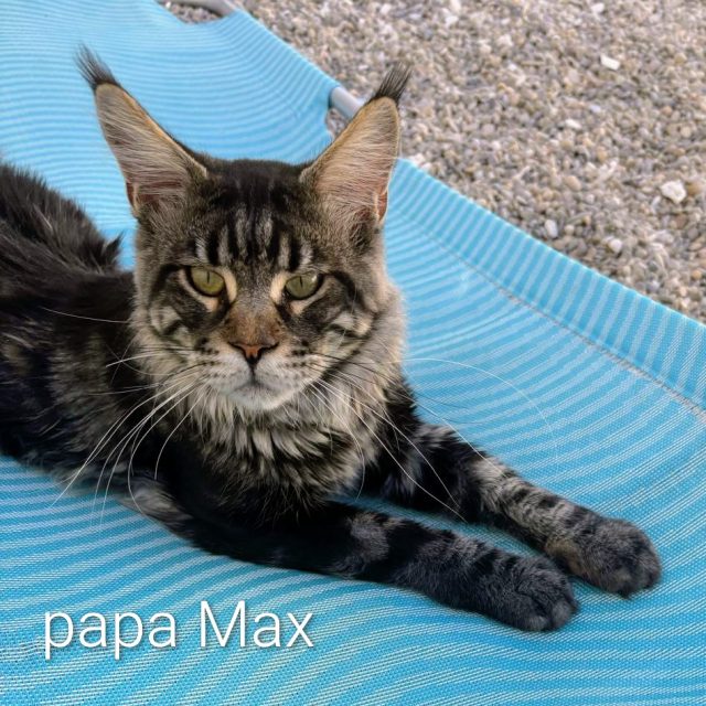 Max, padre de la camada