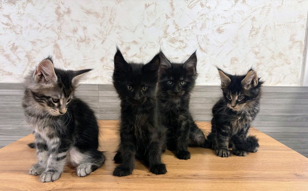 Gatitos Maine Coon del criadero EstrellacoonES, en Navarra