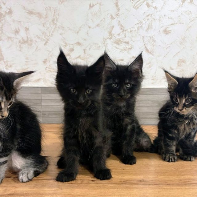 Los cuatro gatitos Maine Coon de la camada de Única y Max, en Navarra